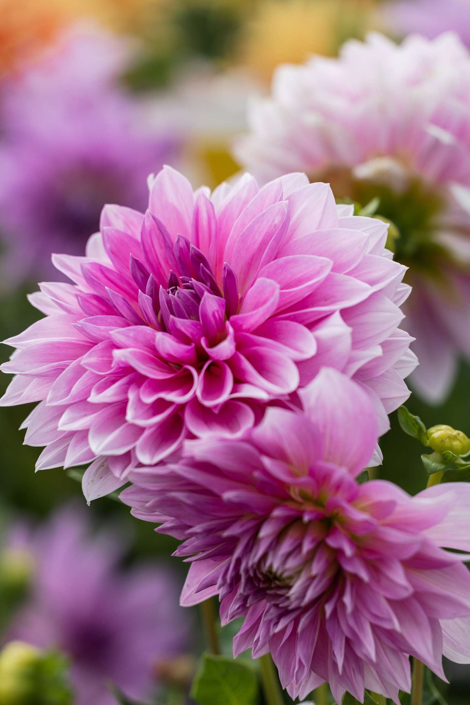 Dahlia 'Lavender Perfection'